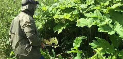 Борщевик на даче срочно в бой! Как не дать ядовитому захватчику ни шанса