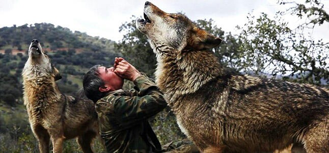 Испанский «Маугли», который 12 лет прожил в стае волков, хотел бы вернуться к ним снова 1