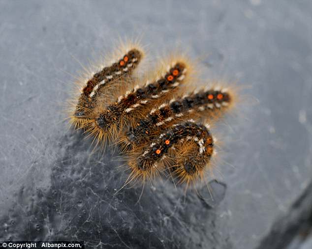 Юго-восток Великобритании заполонили опасные для человека гусеницы 4