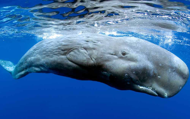 Кашалот - самое загадочное животное Земли 1
