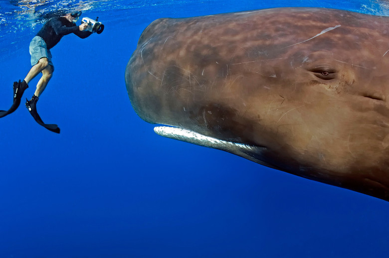 Кашалот - самое загадочное животное Земли 2