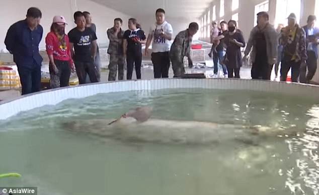 Китайцы поймали в реке Амур огромную рыбу калугу 3