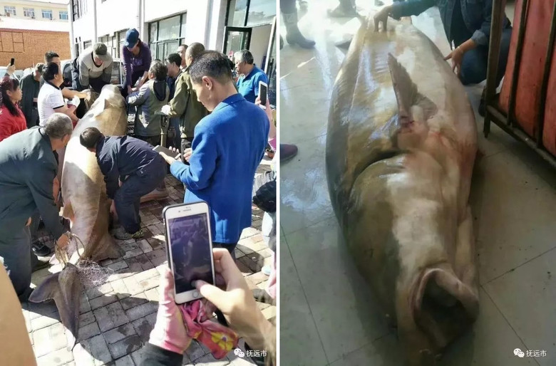 Китайцы поймали в реке Амур огромную рыбу калугу 1