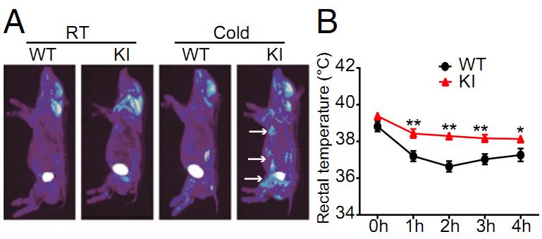 Китайцы вывели худых, но устойчивых к морозам свиней 1