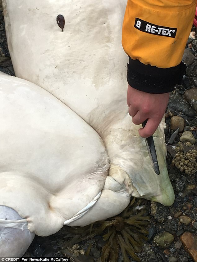 На берег Аляски выбросило останки пока неопознанного живого существа 1