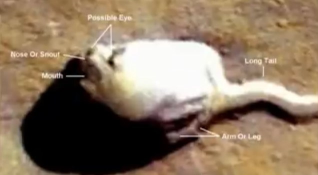 На фото с Марса найден огромный белый объект, похожий на сперматозоид 2