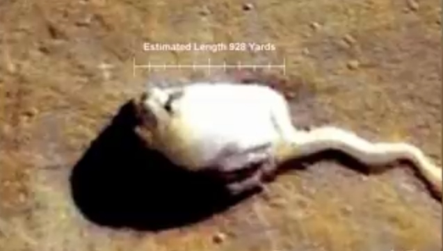 На фото с Марса найден огромный белый объект, похожий на сперматозоид 1