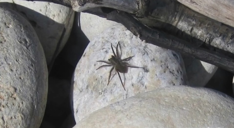 На марсианском фото от NASA высмотрели нечто, очень похожее на паука 2