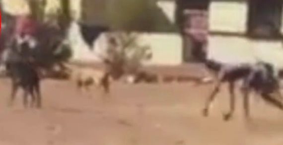 На видео засняли