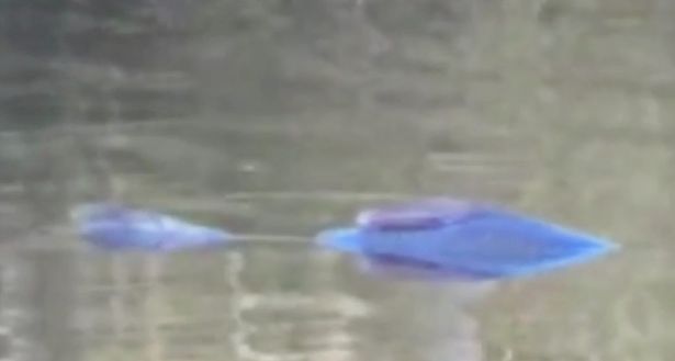 Огромную ярко-синюю рыбу засняли в водах озера в Северной Каролине 1