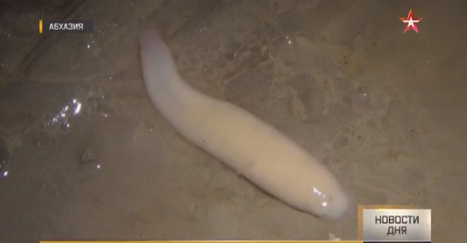 Российские спелеологи 2 недели спускались в самую глубокую пещеру мира и нашли на дне новые живые организмы 3