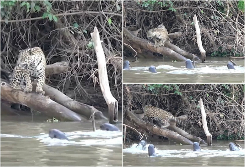 Таинственные огромные речные рыбы Японии 1