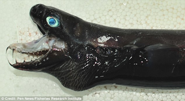 У берегов Тайваня рыбаки выловили акул с зубами как у