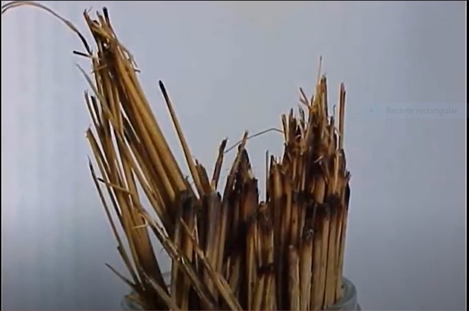 В 1986 году в Аргентине НЛО сжег холм, «высосал» из насекомых внутренности и забрал хлорофилл из дерева 1