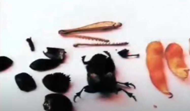 В 1986 году в Аргентине НЛО сжег холм, «высосал» из насекомых внутренности и забрал хлорофилл из дерева 3