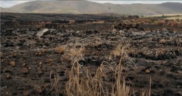 В 1986 году в Аргентине НЛО сжег холм, «высосал» из насекомых внутренности и забрал хлорофилл из дерева 4