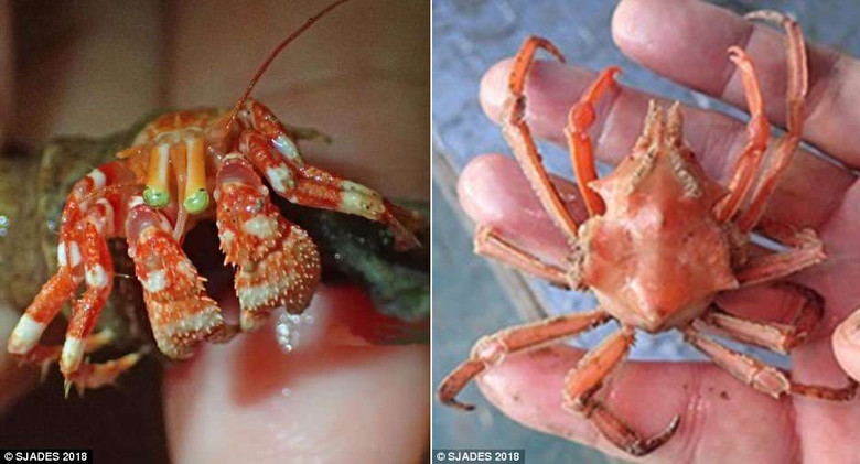 В Индийском океане найдено много новых существ, в том числе огромный морской таракан 1