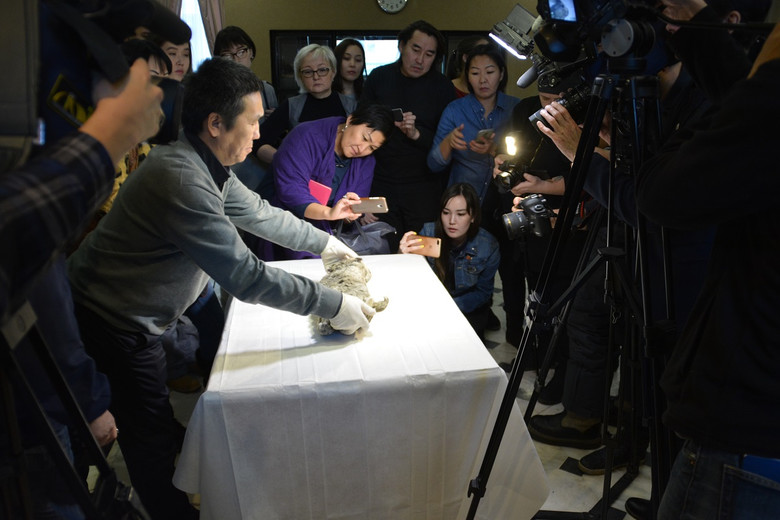 В Якутии после новой находки возобновились дискуссии о клонировании пещерного льва 1