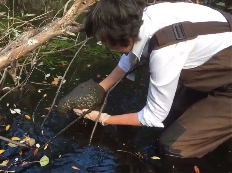 В Канаде нашли колонию водных организмов которых ранее никогда не встречали в этом климате 1