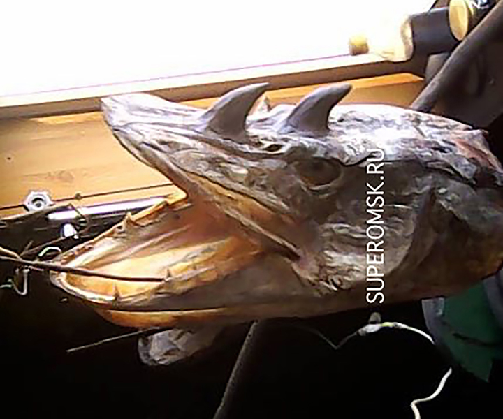 В Омской области рыбак выловил двух щук-мутантов с рогами 1