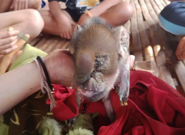 В Таиланде родился поросенок с хоботом 1