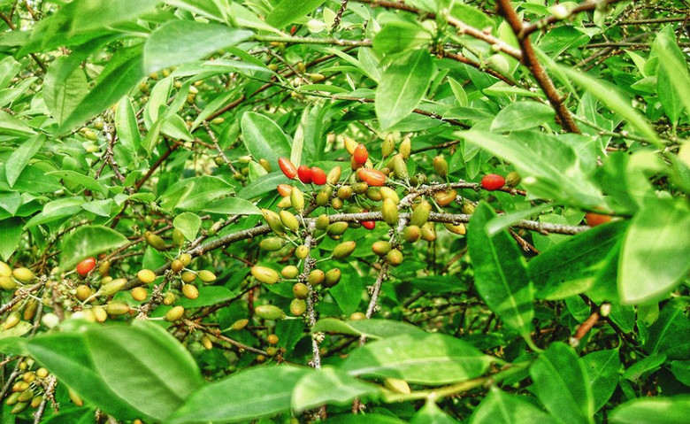 Загадка следов никотина и кокаина в древних мумиях Старого Света 1